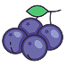 Black Currant