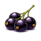 Black Currant