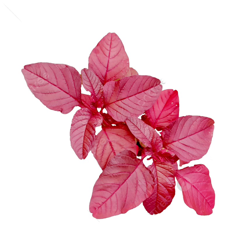 Red Spinach Extract